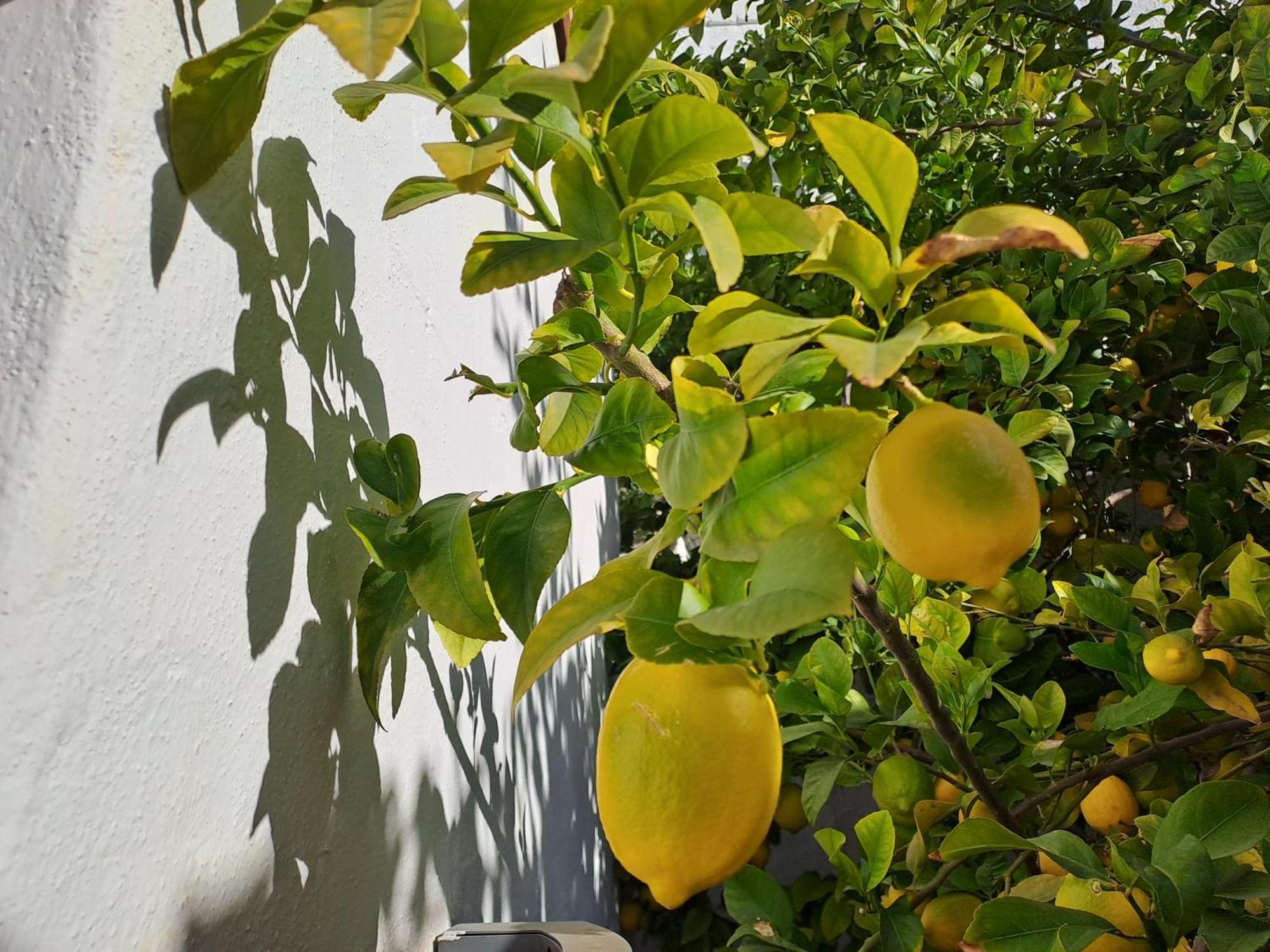 Casa Alhambra - Centro Historico Con Jardin Privado Apartment Granada Ngoại thất bức ảnh